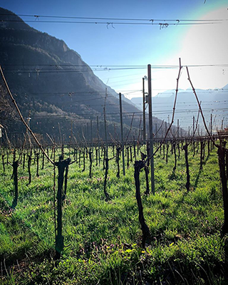 Wijnmaken tijdens de coronacrisis